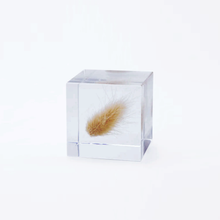 Lade das Bild in den Galerie-Viewer, &#39;Solacube&#39; Samtgras von Usagi no Nedoko
