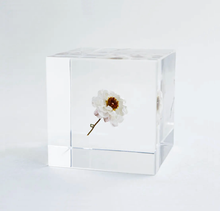 Load image into Gallery viewer, 'Solacube' Chamomile Sunray by Usagi no Nedoko
