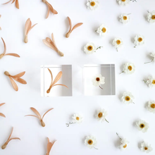 Load image into Gallery viewer, 'Solacube' Chamomile Sunray by Usagi no Nedoko
