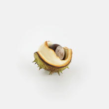 Load image into Gallery viewer, Horse chestnuts by Penkridge Ceramics
