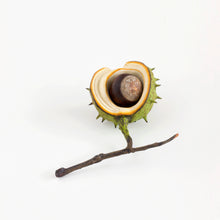 Load image into Gallery viewer, Horse chestnuts by Penkridge Ceramics
