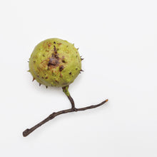 Load image into Gallery viewer, Horse chestnuts by Penkridge Ceramics
