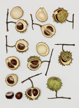 Load image into Gallery viewer, Horse chestnuts by Penkridge Ceramics
