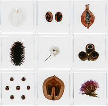 Load image into Gallery viewer, 'Solacube' Chamomile Sunray by Usagi no Nedoko
