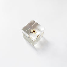 Load image into Gallery viewer, 'Solacube' Chamomile Sunray by Usagi no Nedoko
