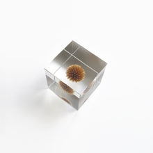 Lade das Bild in den Galerie-Viewer, &#39;Solacube&#39; Kugeldistel von Usagi no Nedoko
