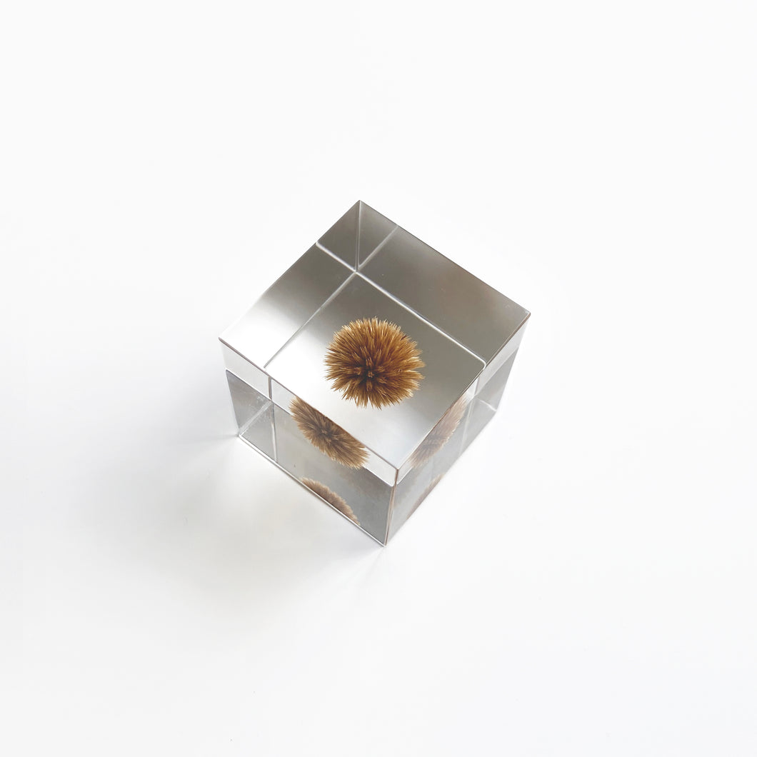 'Solacube' Kugeldistel von Usagi no Nedoko