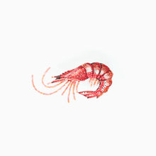 Load image into Gallery viewer, &#39;True Shrimp&#39; brooch by Trovelore
