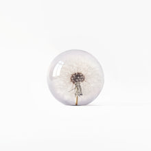 Load image into Gallery viewer, &#39;Dandelion Paperweight&#39; by Hafod Grange
