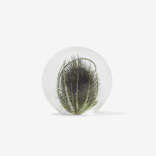 Load image into Gallery viewer, &#39;Teasel Paperweight&#39; by Hafod Grange
